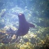 sharon osberg (SharonO) > Snorkeling In The Galapagos photo