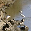 sharon osberg (SharonO) > La  Gallinas Ponds photo