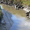 sharon osberg (SharonO) > La  Gallinas Ponds photo