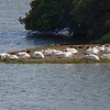 sharon osberg (SharonO) > La  Gallinas Ponds photo