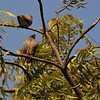 sharon osberg (SharonO) > Bank Myna