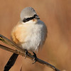 sharon osberg (SharonO) > Long Tailed Shrike