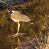 sharon osberg (SharonO) > Red-Wattled Lapwing