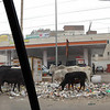 sharon osberg (SharonO) > On Day 2, we joined the rest of our group for a city tour. 

Delhi has the barest of infrastructures.  The same is true for all the other parts of India  we visited.  Sanitation is primitive; living conditions are apalling for huge numbers of people crammed into the urban areas; traffic is beyond bad; and air quality is extremely poor.

The truly sad thing about Delhi is it's reputation in India as a modern, clean city.... an example of where the country wants to go.