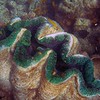 sharon osberg (SharonO) > Australia - underwater photo