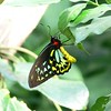 sharon osberg (SharonO) > Australia - Koalas and Butterflies photo