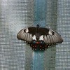 sharon osberg (SharonO) > Australia - Koalas and Butterflies photo