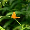 sharon osberg (SharonO) > Australia - Koalas and Butterflies photo