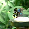 sharon osberg (SharonO) > Australia - Koalas and Butterflies photo