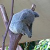 sharon osberg (SharonO) > Australia - Koalas and Butterflies photo