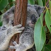 sharon osberg (SharonO) > Australia - Koalas and Butterflies photo