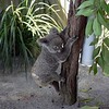 sharon osberg (SharonO) > Australia - Koalas and Butterflies photo