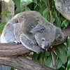 sharon osberg (SharonO) > Australia - Koalas and Butterflies photo