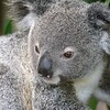sharon osberg (SharonO) > Australia - Koalas and Butterflies photo