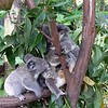 sharon osberg (SharonO) > Australia - Koalas and Butterflies photo