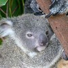 sharon osberg (SharonO) > Australia - Koalas and Butterflies photo
