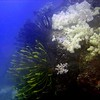 sharon osberg (SharonO) > Australia - underwater photo