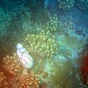 sharon osberg (SharonO) > Australia - underwater photo