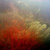 sharon osberg (SharonO) > Australia - underwater photo