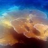 sharon osberg (SharonO) > Australia - underwater photo