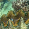 sharon osberg (SharonO) > Australia - underwater photo