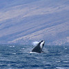 sharon osberg (SharonO) > Maui Feb 2006 photo