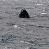 sharon osberg (SharonO) > Maui Feb 2006 photo