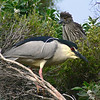 sharon osberg (SharonO) > Palo Alto Baylands May 2006 photo