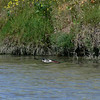 sharon osberg (SharonO) > Palo Alto Baylands May 2006 photo