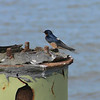 sharon osberg (SharonO) > Palo Alto Baylands May 2006 photo