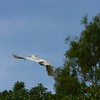 sharon osberg (SharonO) > Palo Alto Baylands May 2006 photo