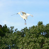 sharon osberg (SharonO) > Palo Alto Baylands May 2006 photo