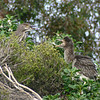 sharon osberg (SharonO) > Palo Alto Baylands May 2006 photo