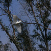 sharon osberg (SharonO) > Palo Alto Baylands June 2006 photo