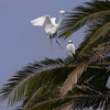 sharon osberg (SharonO) > Palo Alto Baylands June 2006 photo