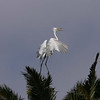 sharon osberg (SharonO) > Palo Alto Baylands June 2006 photo