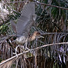 sharon osberg (SharonO) > Palo Alto Baylands June 2006 photo