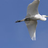 sharon osberg (SharonO) > Palo Alto Baylands June 2006 photo