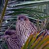 sharon osberg (SharonO) > Palo Alto Baylands June 2006 photo