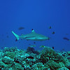 sharon osberg (SharonO) > French Polynesia photo