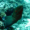 sharon osberg (SharonO) > French Polynesia photo