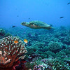 sharon osberg (SharonO) > French Polynesia photo