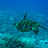 sharon osberg (SharonO) > French Polynesia photo