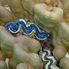 sharon osberg (SharonO) > French Polynesia photo
