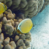 sharon osberg (SharonO) > French Polynesia photo