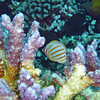 sharon osberg (SharonO) > French Polynesia photo