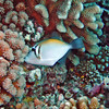 sharon osberg (SharonO) > French Polynesia photo