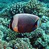 sharon osberg (SharonO) > French Polynesia photo