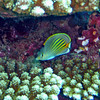 sharon osberg (SharonO) > French Polynesia photo