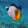 sharon osberg (SharonO) > French Polynesia photo